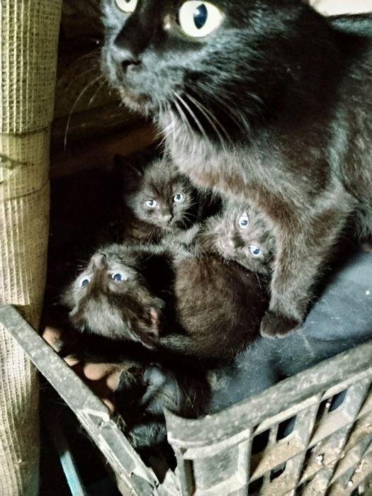 Котята от родителей крысоловов