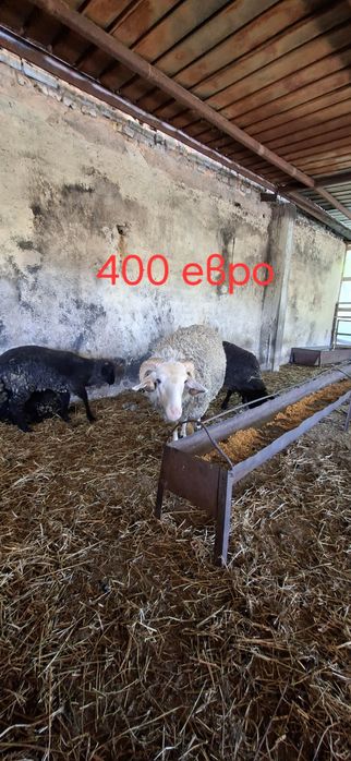Продавам кочове и овце