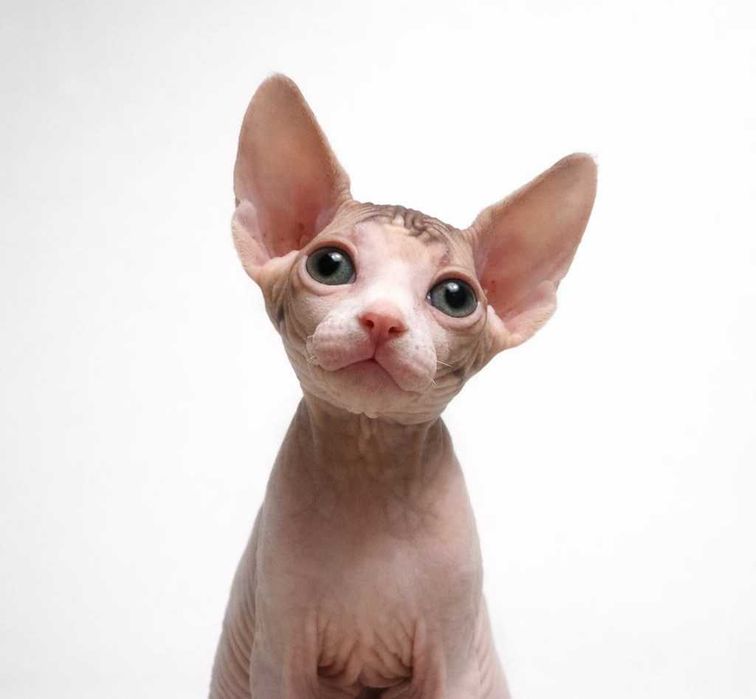 Продается котенок Канадского Сфинкса