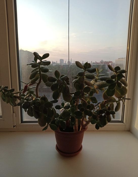 Комнатные цветы в ассортименте.