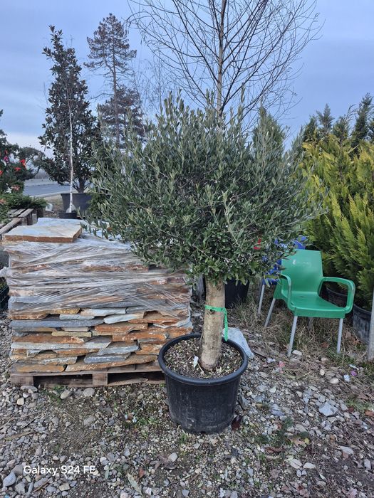 Maslin  tuia  plante bambus