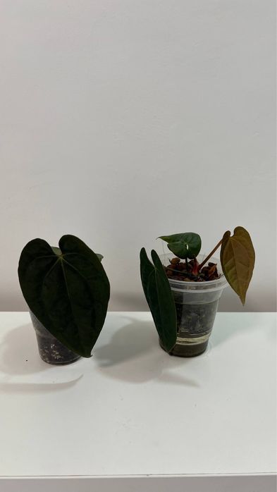 Anthurium dark phoenix