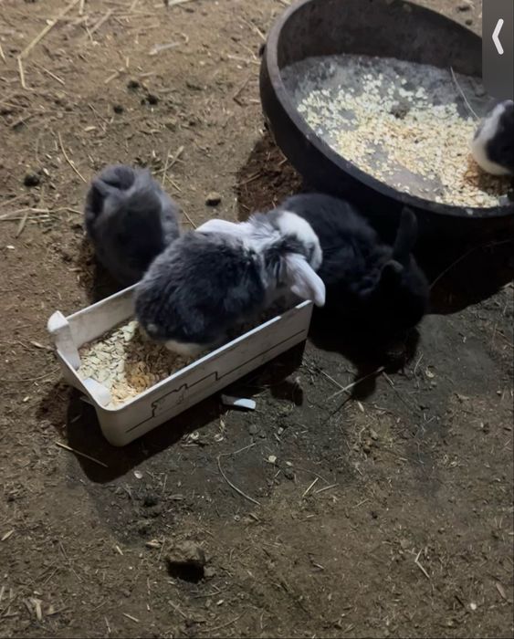 Продам кроликов породы баран