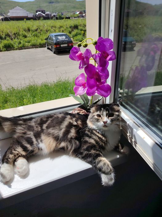 Продам котёнка вислоухий