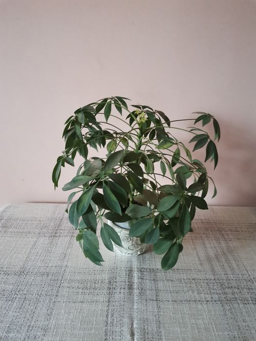 Шефлера - млади растения