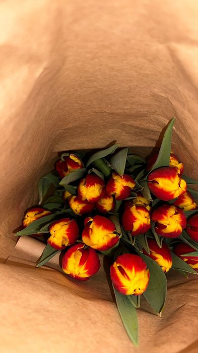 Тюльпаны голландские высокие