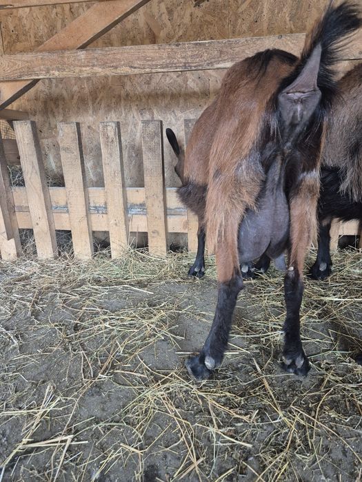 Vand capre pentru lapte