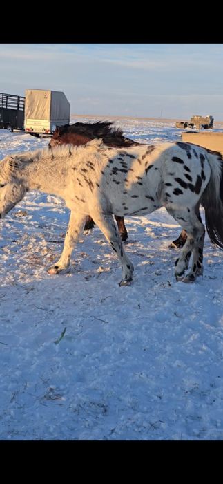 Продам шұбар тай