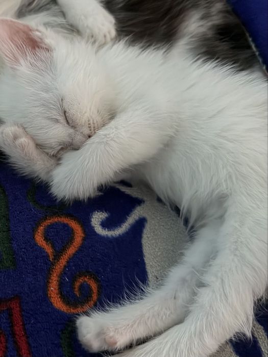 Отдадим котят , две девочки.