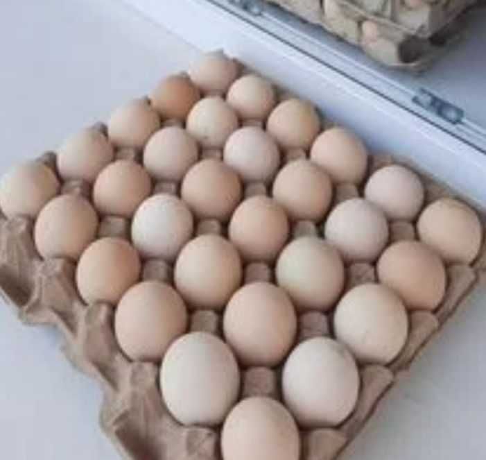 Инкубационные яйца