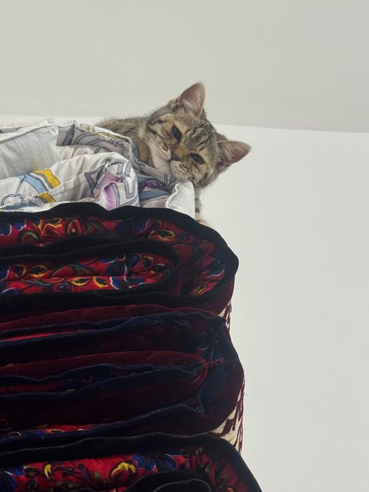 Кошка породистая