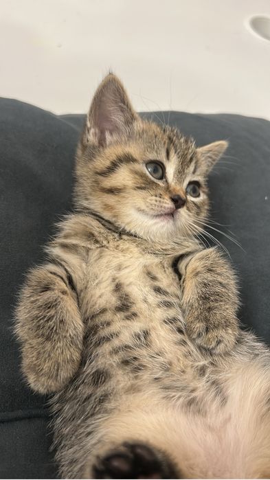 Чистопородный британский котенок