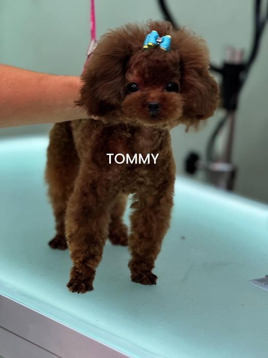 Тийкъп Пудел момичета