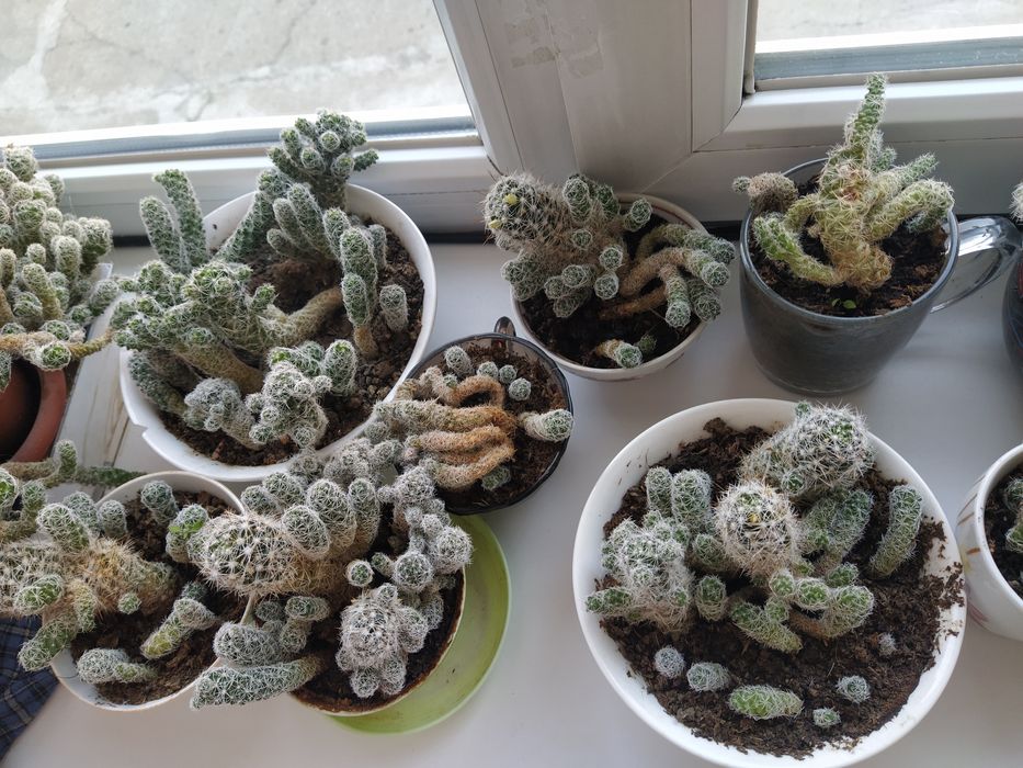 Продаю кактусы детки рассада