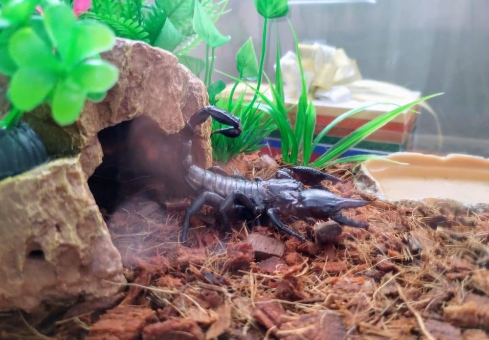 Скорпион для дома