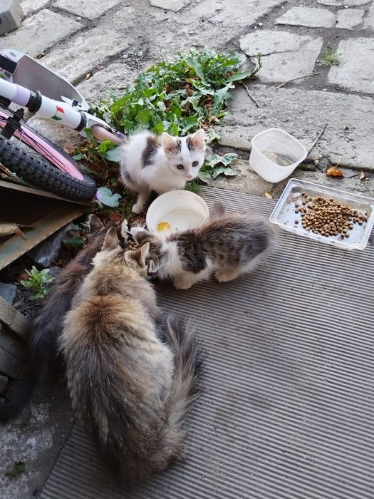 Котята в добрые руки