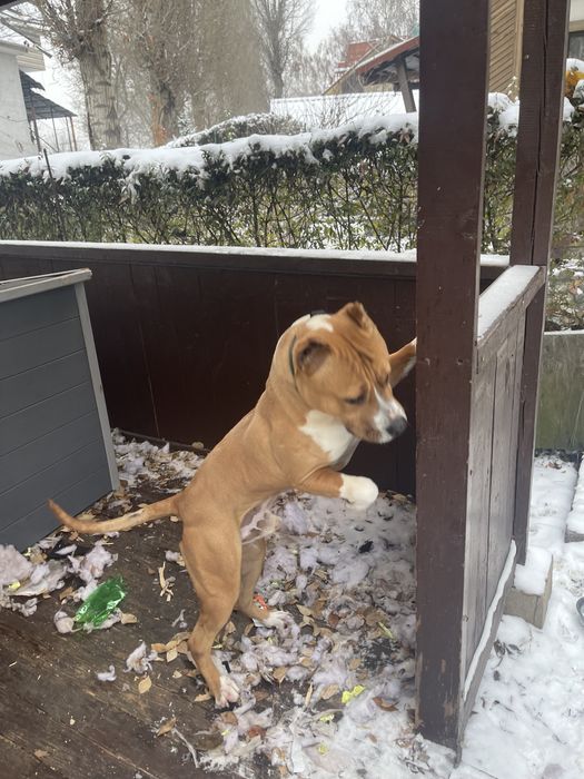 Американский Стаффорд