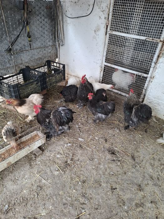 Vând găini cochinchina pitic