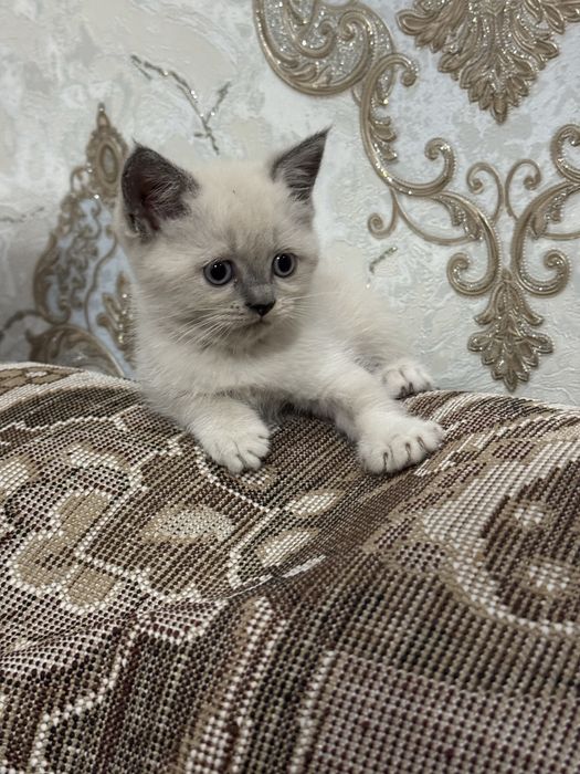 Срочно! Продается привитый котенок редкой породы Blue Point!