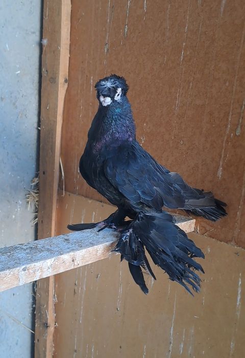 Голуби двухчубые