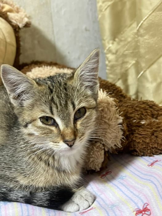 Отдам котенка в хорошие руки