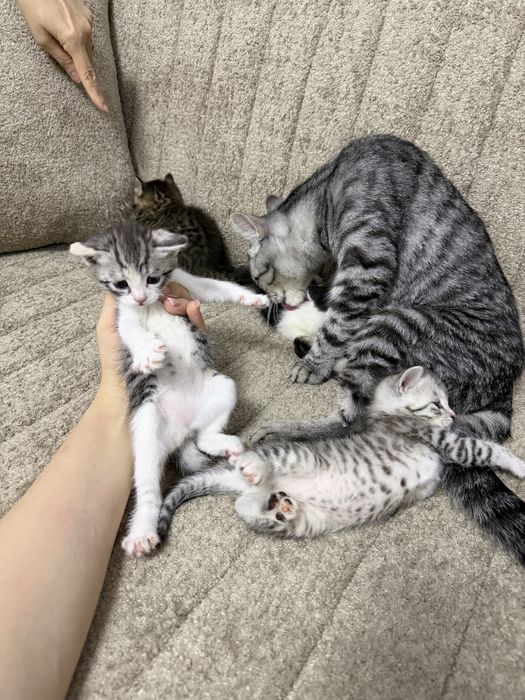 Котята Скотиш страйт