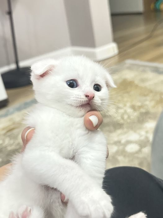 Миленькие котята