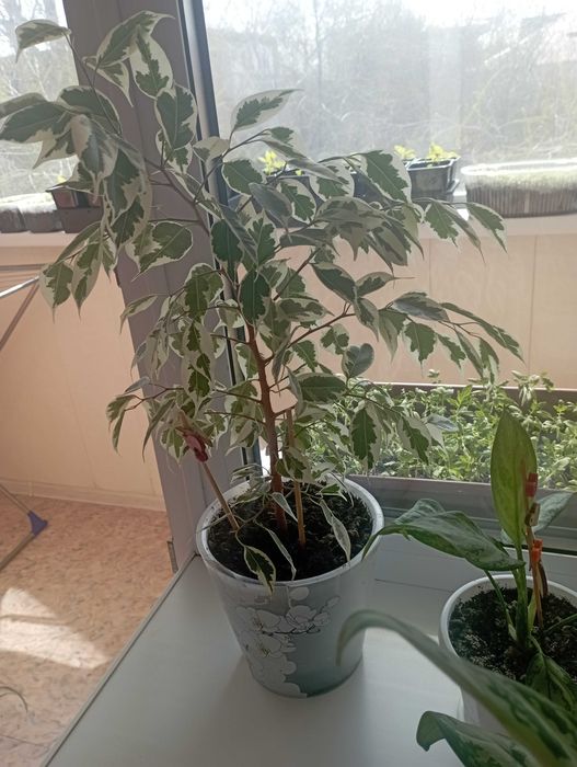 Цветок фикус Бенжамена