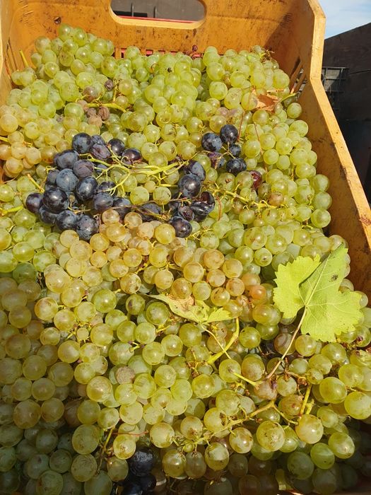 Vând struguri de vin