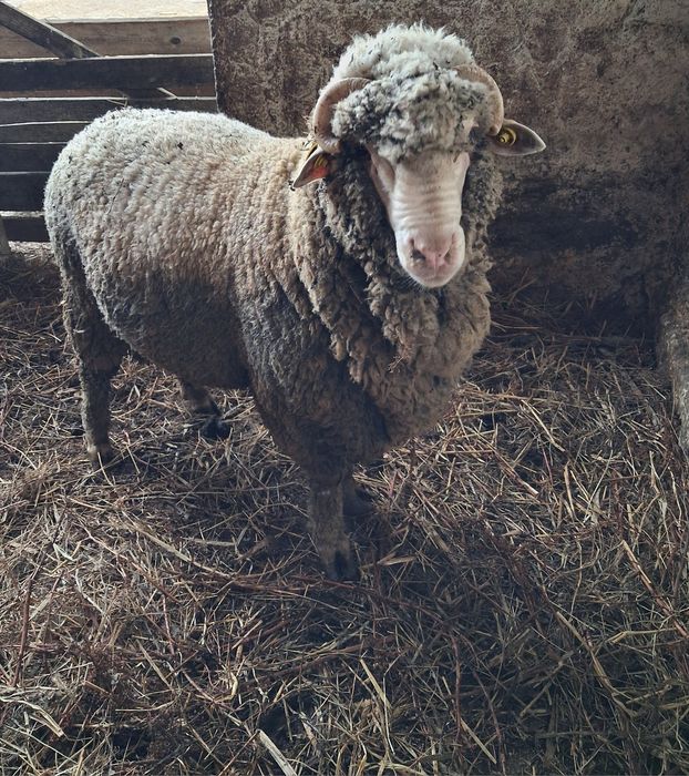 Vând berbec merinos de palas mior.
