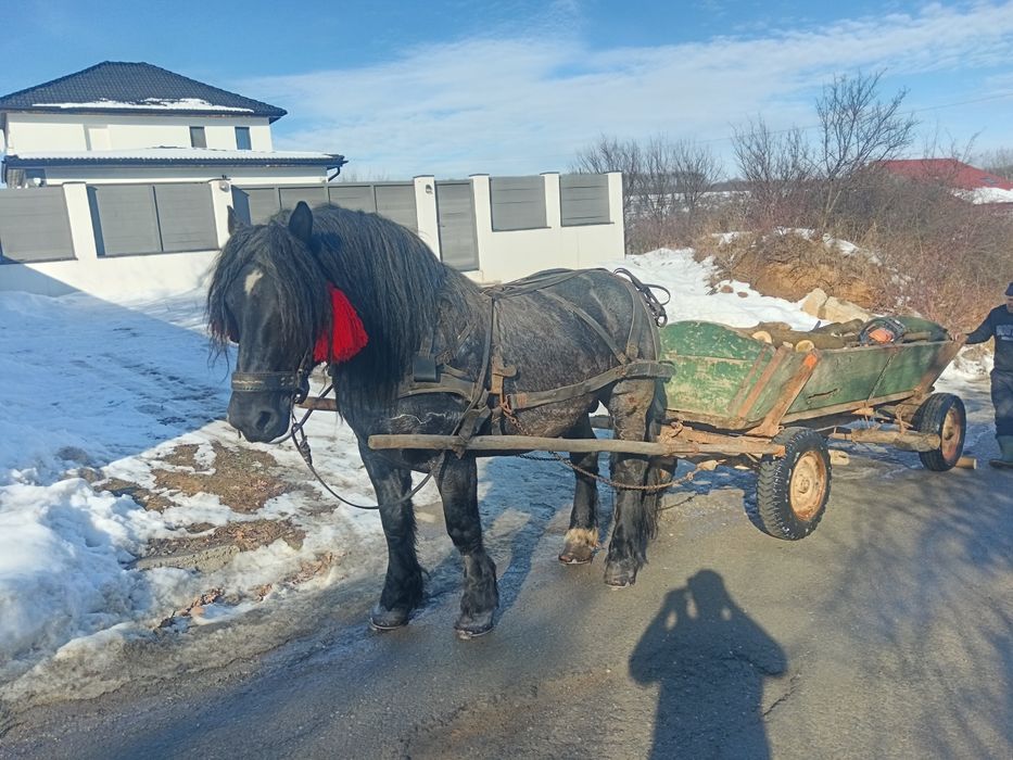 Armăsar foarte cuminte