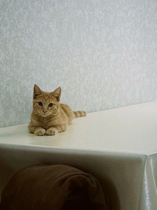 Отдам в хорошие руки