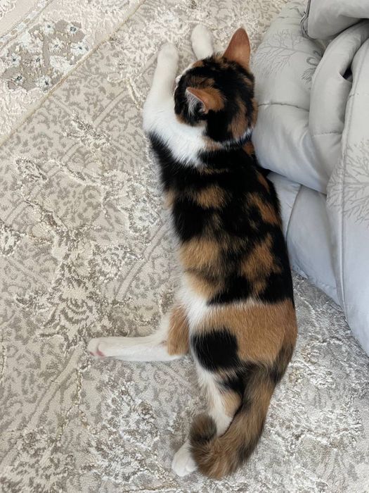 Mushuk hadiya qilinadi