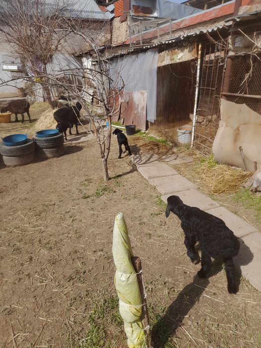 Она бола куйлар сотилади