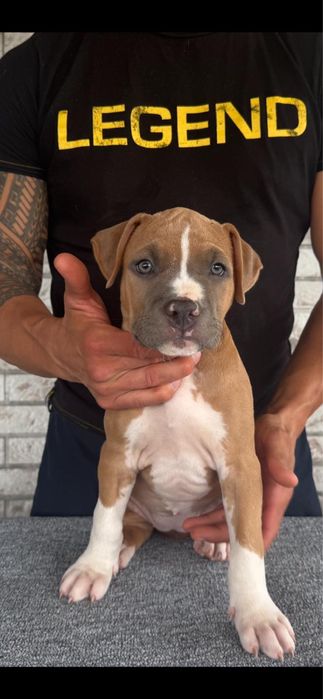Femelă Amstaff cu pedigree