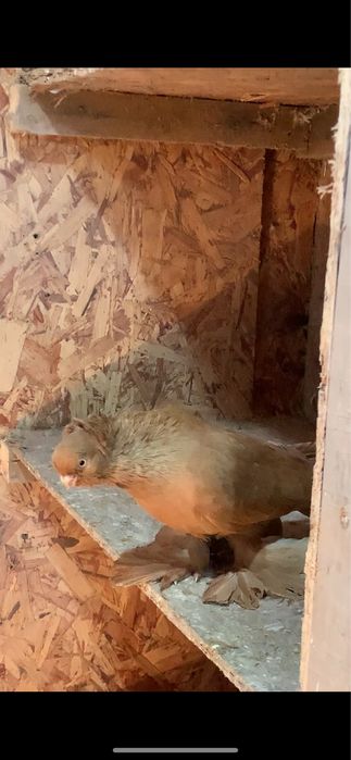 Голуби вольерные