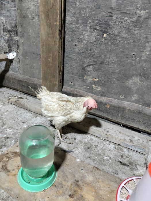 Кур Несушки Легорн