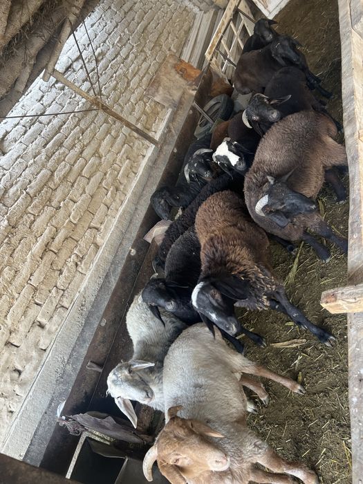 Qoʻchqor qoʻzilar bor semiz semiz stochna sotiladi