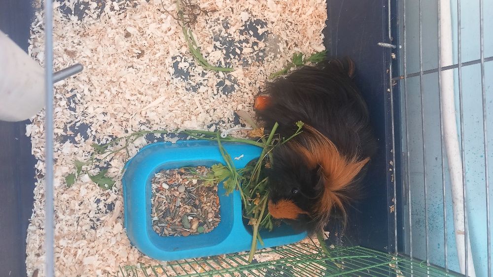 Vând porcușor de guineea