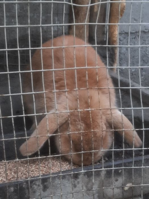 Holland Lop zotli quyon