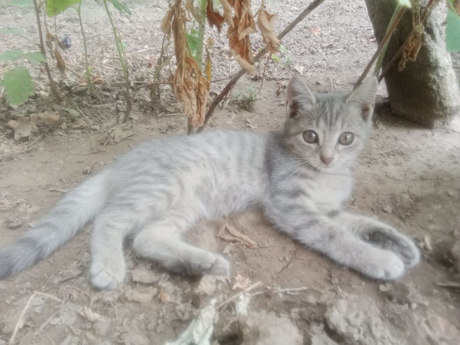Отдам в хорошие руки котят