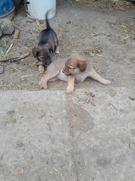 Donez căței talie mica