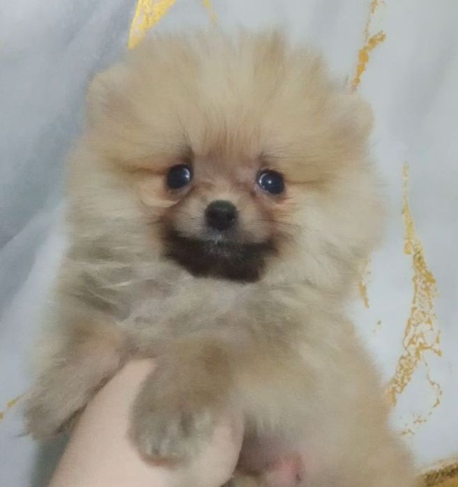 Щенки шпица мини