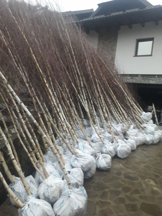 Copacii stejar roșu tei mesteacăn platan