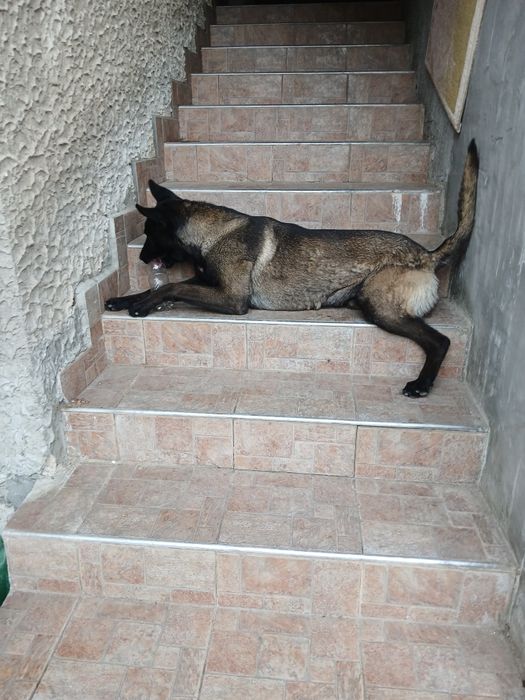 Подарявам белгийска овчарка