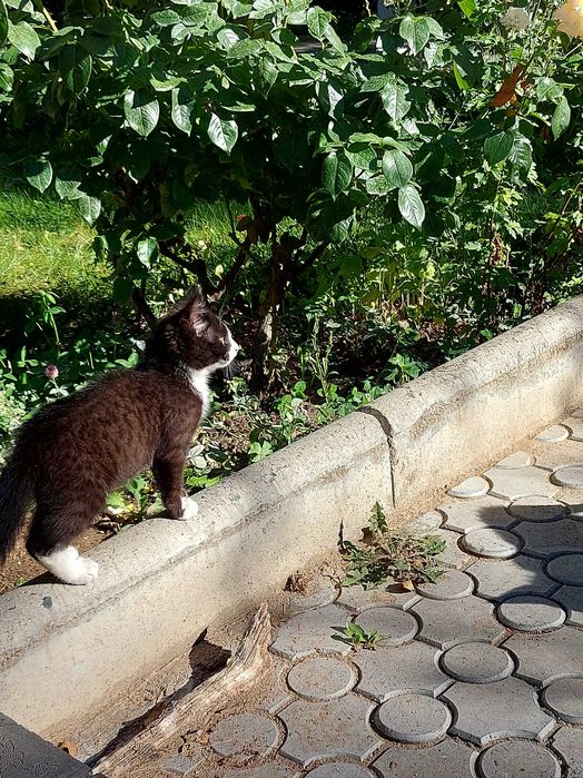 Иссык-Кульские котята