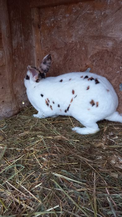 Iepurași de rasă pitici și mari