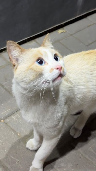 Ищем дом для кота