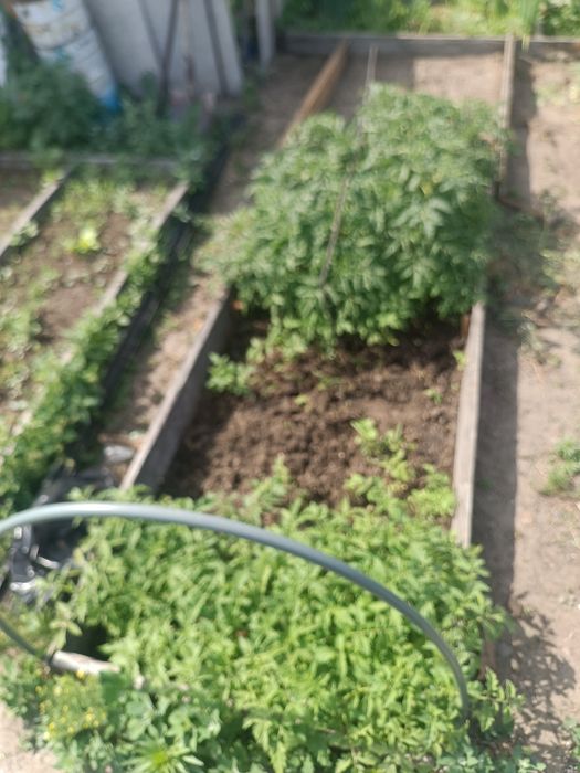 Продам рассаду помидор .