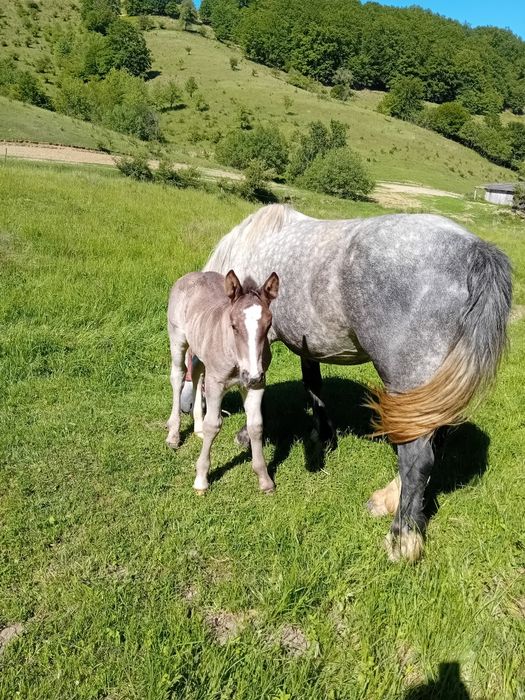 De vânzare doua iepe cu manzi,și un armasar!